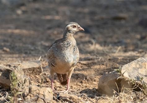 Polluelo de perdiz roja alectoris rufa en el campo español Foto Premium