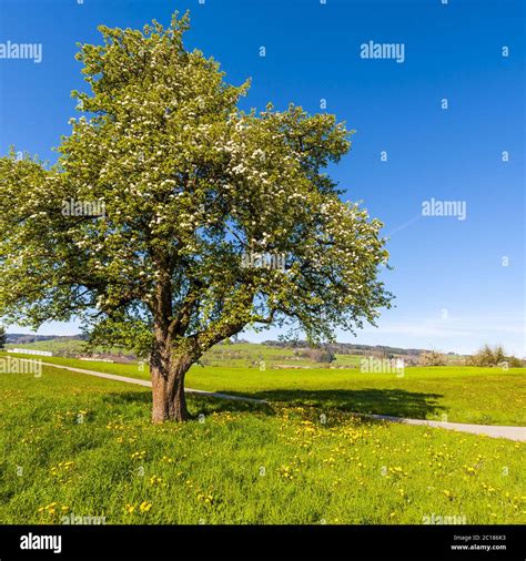 Asphalt Path Between Pastures Stock Photo Alamy