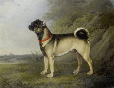 Discover the Retro Pug – What Makes it Retro?!