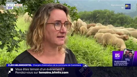 Alpes De Haute Provence La Fête De La Transhumance Se Déroule Ce Week