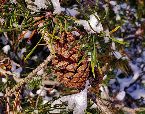 Virginia Pine Cone This Is A Picture Of A Virginia Pine Co Flickr