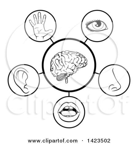 Clipart of a Black and White Diagram of the 5 Senses - Royalty Free ...