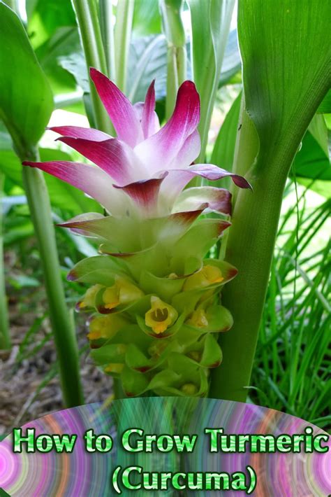 How To Grow Turmeric Curcuma