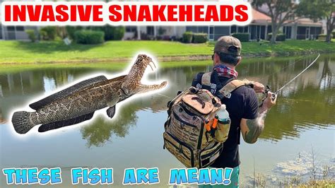 Snakehead Fishing Aggressive Invasive Fish Youtube