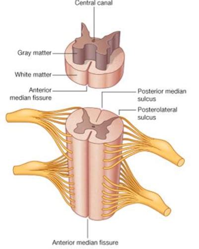 Week 2 Spinal Cord Reflexes And Meninges Flashcards Quizlet