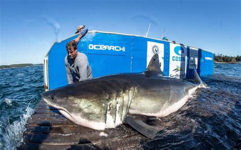 Nova Scotia Shark Expedition Reaches ‘enormous Breakthrough’ Great White Shark White Sharks