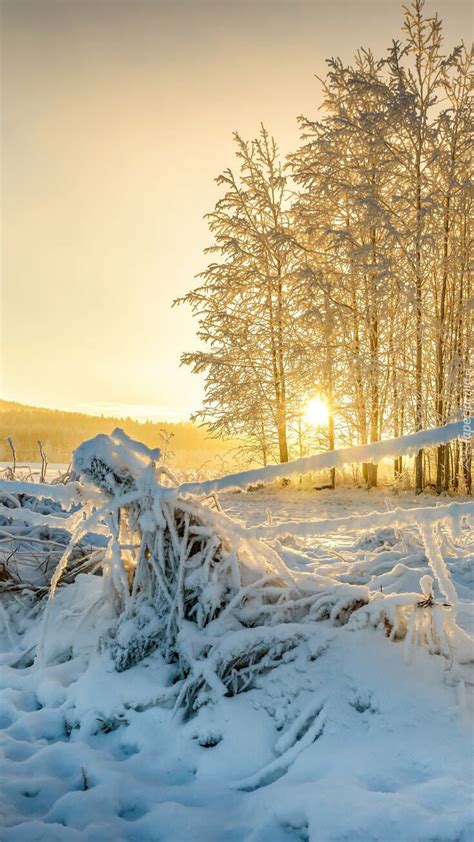 Wschodzące słońce wśród ośnieżonych drzew Tapeta na telefon Nature