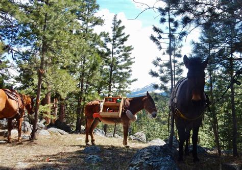 Island Lake Trail Clearing 2019 18 | Beartooth Back Country Horsemen