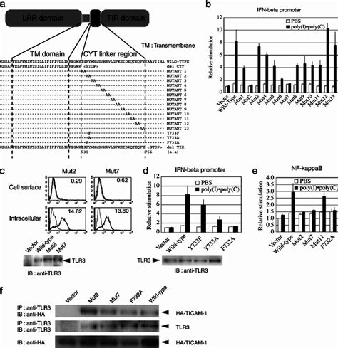 Cytoplasmic Linker Region Of Tlr Is Involved In Tlr Mediated