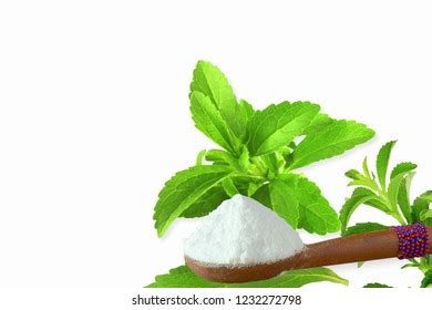 Fresh Green Stevia Rebaudiana Extract Powder Stock Photo 1232272798 ...