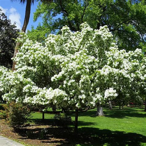 Chinese Fringe Tree For Sale Online The Tree Center