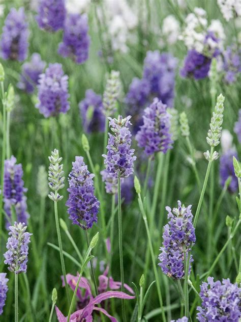 Provence Lavender | Gardener's Supply