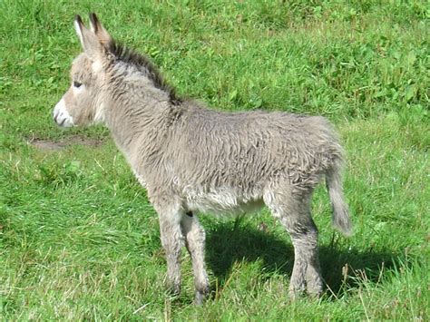 Donkey Foal Nen Gallery