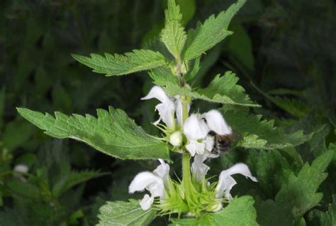 Lamium Album L Plants Of The World Online Kew Science