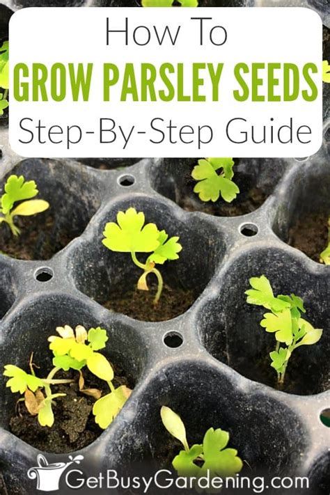 How To Grow Parsley From Seed Step By Step Get Busy Gardening