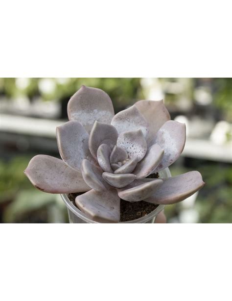 Achetez Echeveria X Asante Sana 225 Pouces En Ligne Botanix Jardin