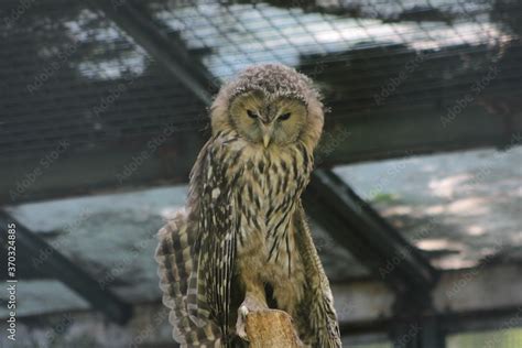 Animal and nature photos from the Schoenbrunn Zoo in Vienna Stock Photo ...