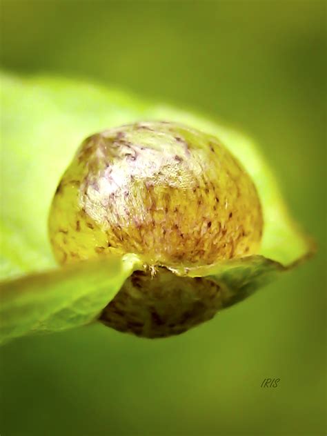 Wasp Gall by IRIS-KUPP on DeviantArt
