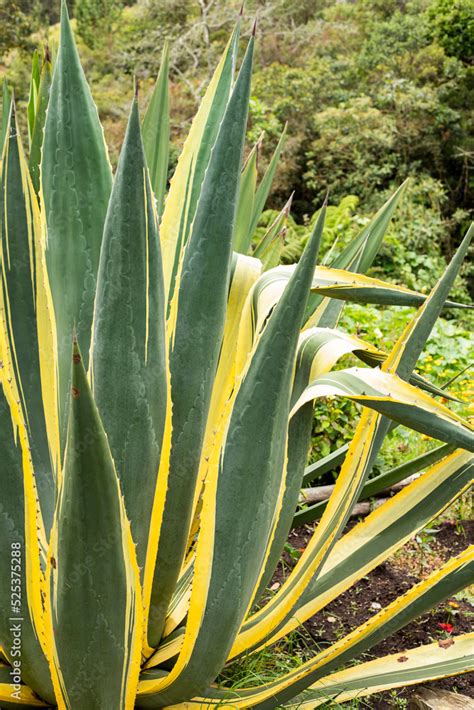 Agave tequilana, commonly called blue agave or tequila agave Stock Photo | Adobe Stock