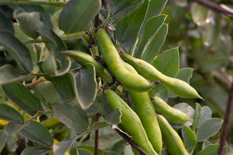 How To Grow Fava Beans Broad Beans