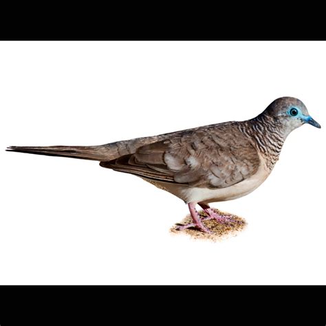 Peaceful Dove | Geopelia placida | Species Guide | Birda