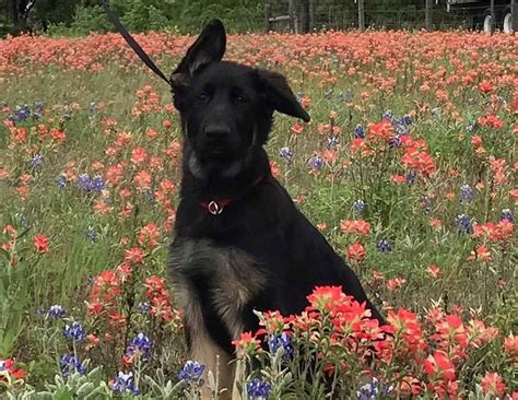 German Shepherd Dog Puppies For Sale In Houston, TX