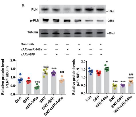 Phospho Phospholamban Ser16thr17 Antibody Affinity Biosciences