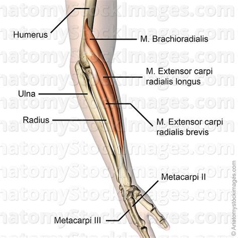 Anatomy Stock Images | forearm-muscles-musculus-brachioradialis-extensor-carpi-radialis-brevis ...