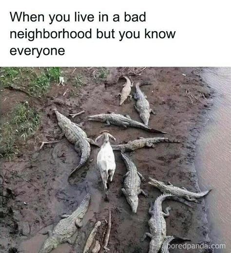 40 Funny Animal Memes So Wild They Might Leave You Laughing Nonstop ...