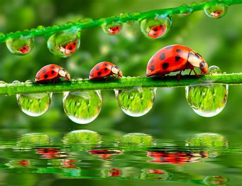 Ladybugs And Dew Drops Hd Wallpaper Pxfuel