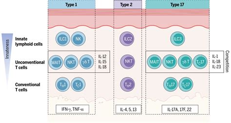 Early Life Imprinting Of Unconventional T Cells And Tissue Homeostasis