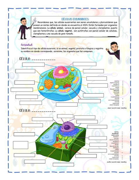 Actividad C Lulas Eucariotas Identifica El Tipo De C Lula Eucariota