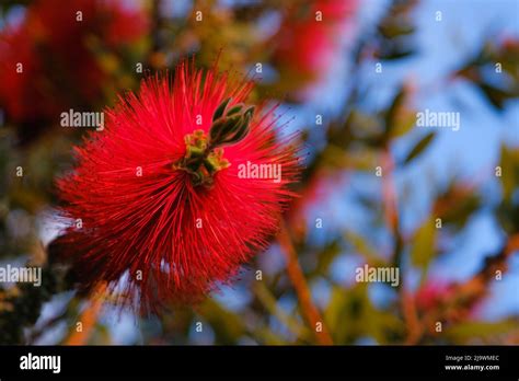 Close Up Of Callistemon Citrinus Red Bottlebrush Flower Stock Photo