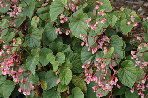 How To Grow Begonia Plants 10 Care Tips Garden Design