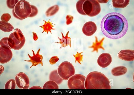 Activated Platelets In A Blood Smear With Red Blood Cells Illustration