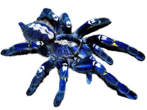 Gooty Sapphire Tarantula for Sale | Reptiles for Sale