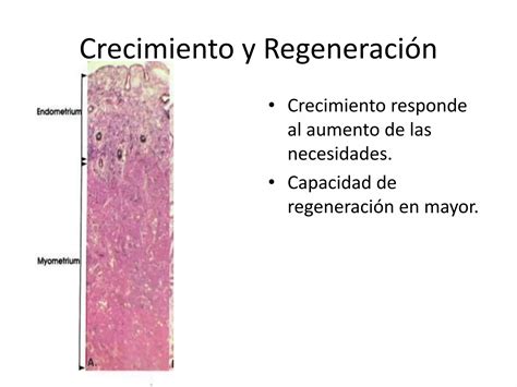 Histologia Musculo Liso PPT