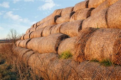 Photo A Lot Of Bales Of Hay Stacked On Top Of Each Other Against The