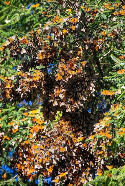 Col Nia De Borboletas Monarca Danaus Plexippus Em Galhos De Pinheiro Em