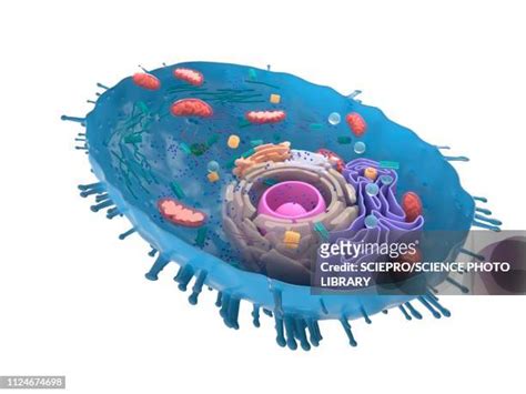 Illustration Of A Human Cell Crosssection High Res Vector Graphic