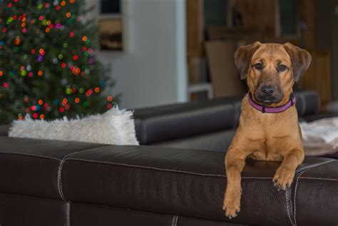 Black Mouth Cur Wallpapers - Wallpaper Cave