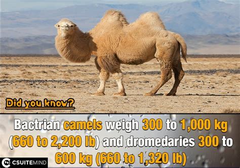 Bactrian camels weigh 300 to 1,000 kg (660 to 2,200 lb) and dromedaries ...