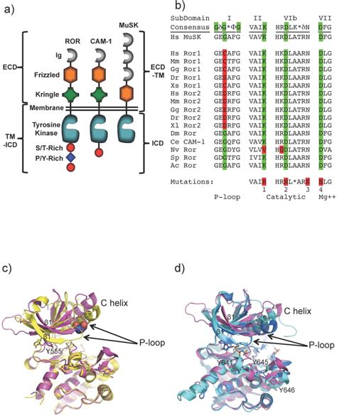 A Domain Structures Of The ROR CAM 1 And MuSK Receptors Showing