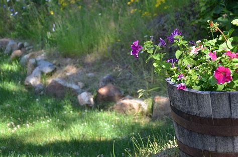 Images Gratuites herbe plante pelouse Prairie fleur étang