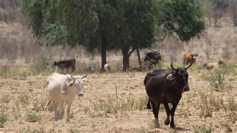 Vacas De Concordia Se Est N Muriendo Por Qu Ganaderos Lo Explican