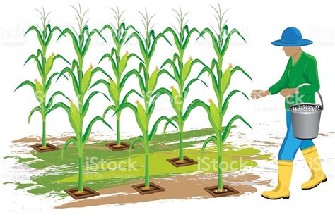 corn field clip art 20 free Cliparts | Download images on Clipground 2025