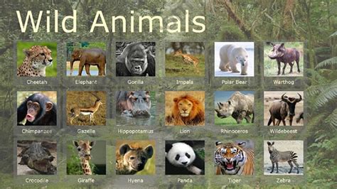 Esl English Powerpoints Wild Animals Ii