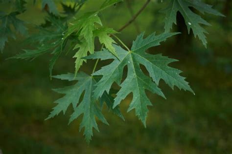 Ontario Native Maple Trees Carroll Property Services