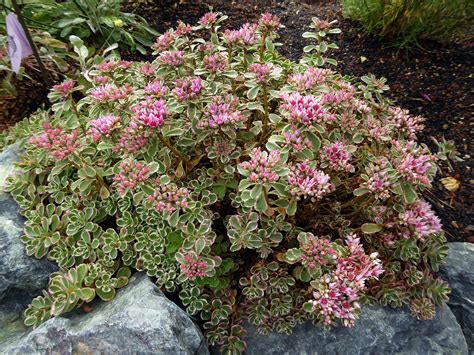 Sedum spurium' Tricolor ' | Sedum, Xeriscape front yard, Xeriscape