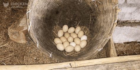 How to Increase Egg Production in Chickens: Tips and Techniques